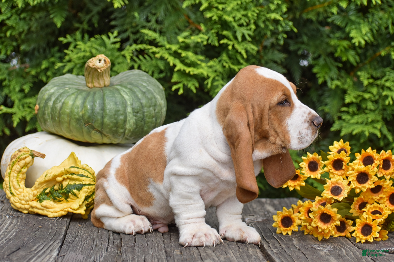 Basset Hound dogs Lucky - Ad 2
