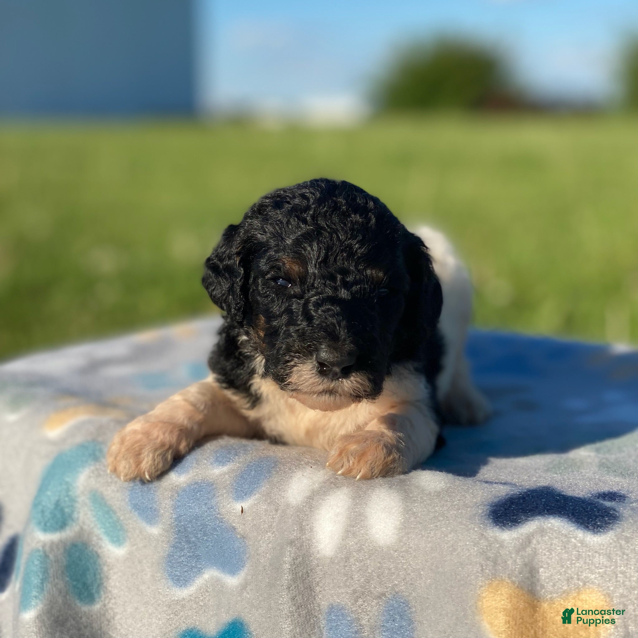 Standard Poodle dogs Trixy - Ad 41