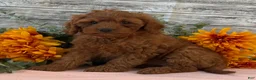Cavapoo dogs for sale: Echo - Ad 4