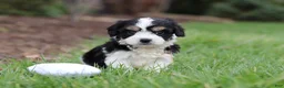 Cavachon dogs for sale: Queen - Ad 9