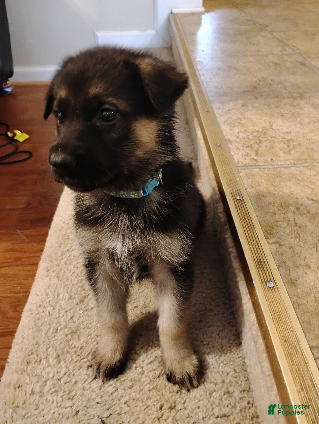 German Shepherd dogs for sale: German Shepherd Puppy 3 - Ad 2