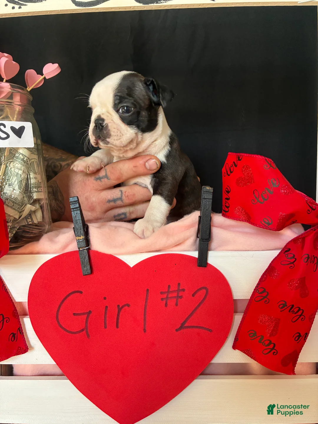 Boston Terrier dogs for sale: Boston Terrier Puppy 4 - Ad 10