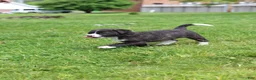 Mixed Breed dogs for sale: Truffle - Ad 5