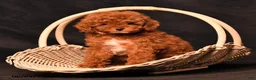 Toy Poodle dogs for sale: Tiny Daisy - Ad 3