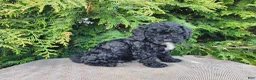 Mini Bernedoodle dogs for sale: Brock - Ad 15