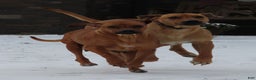 Rhodesian Ridgeback dogs for sale: Rain - Ad 5