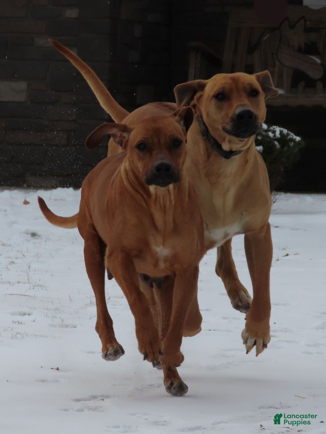 Rhodesian Ridgeback dogs for sale: Rain - Ad 5