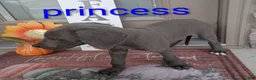 Great Dane dogs for sale: Princess - Ad 4