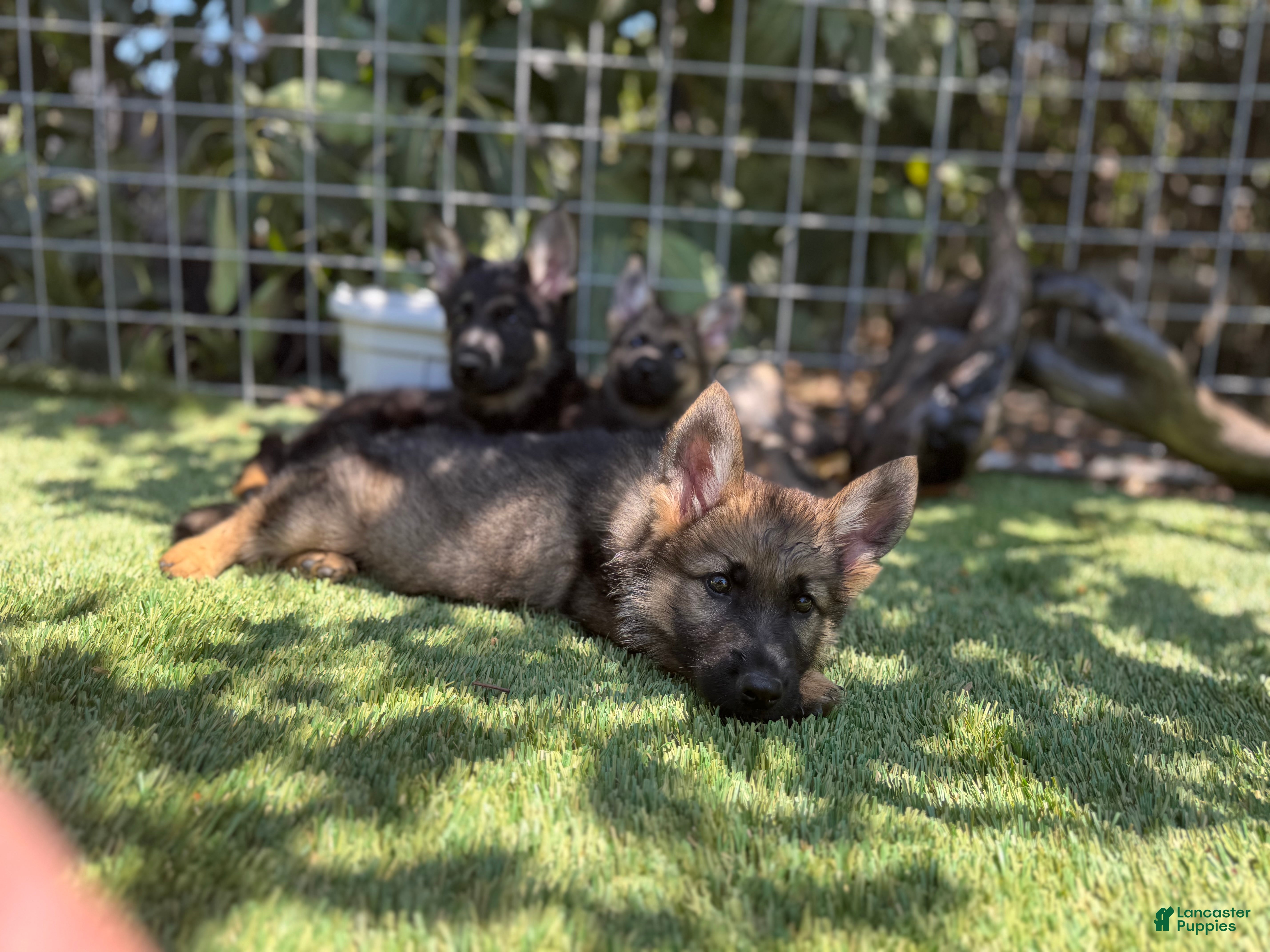 German Shepherd dogs German Shepherd 2 - Ad 1
