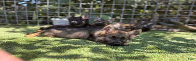 German Shepherd 2