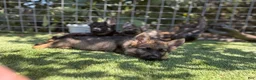 German Shepherd dogs for sale: German Shepherd 2 - Ad 1