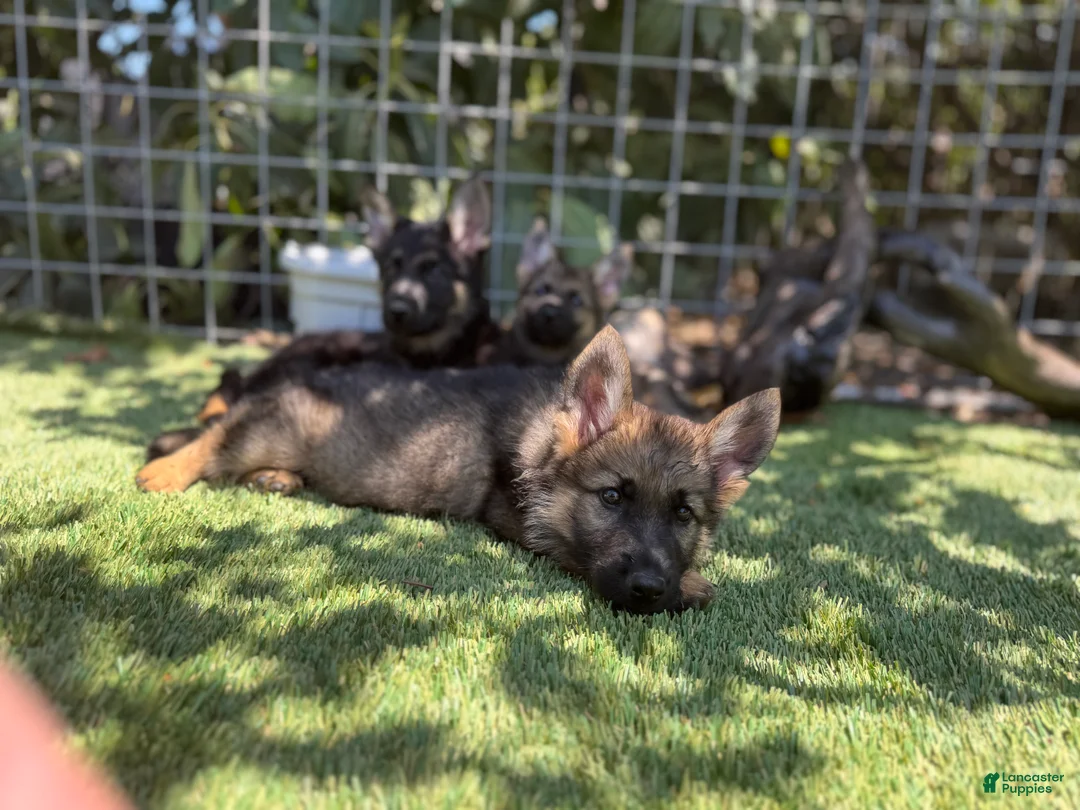 German Shepherd dogs for sale: German Shepherd 2 - Ad 1