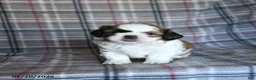 Shih Tzu dogs for sale: Speckles - Ad 2