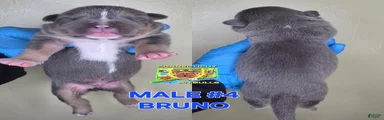 BRUNO
