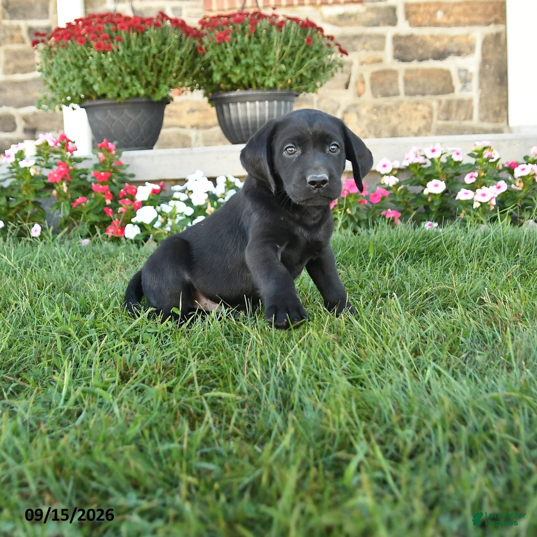 Labrador Retriever dogs for sale: Gauge - Ad 1