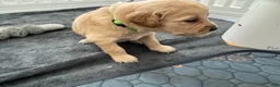Golden Retriever dogs for sale: Lemon - Ad 4