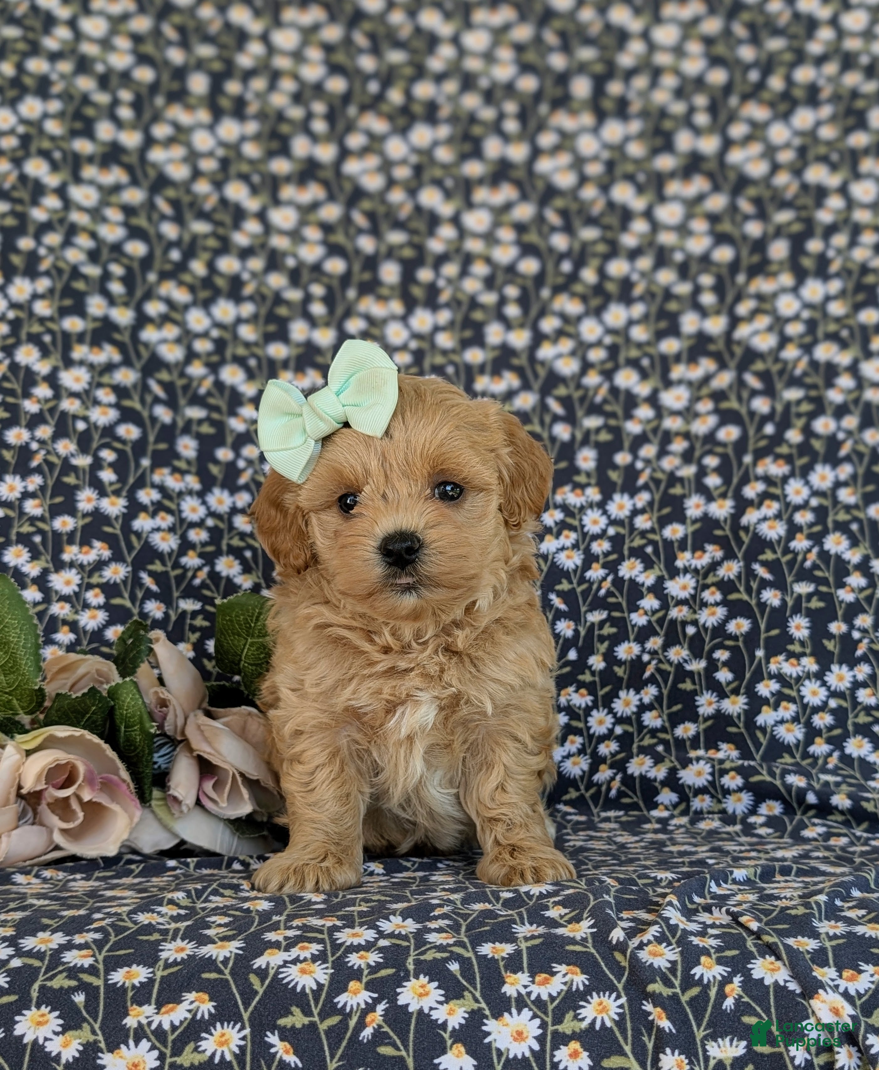 Maltipoo dogs for sale: Rayna - Ad 3