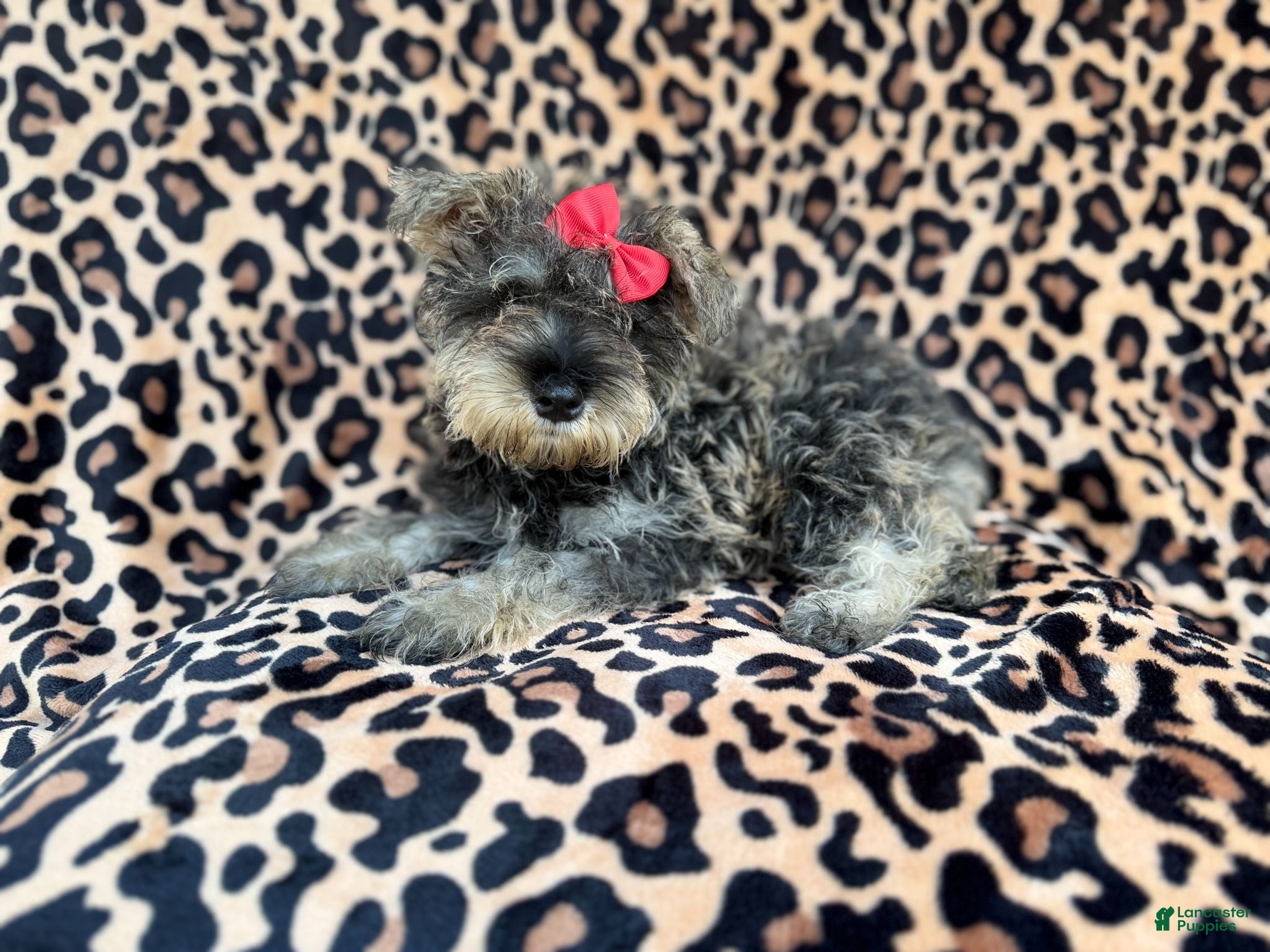 Miniature Schnauzer dogs Pixie - Ad 1