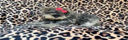 Miniature Schnauzer dogs for sale: Pixie - Ad 1