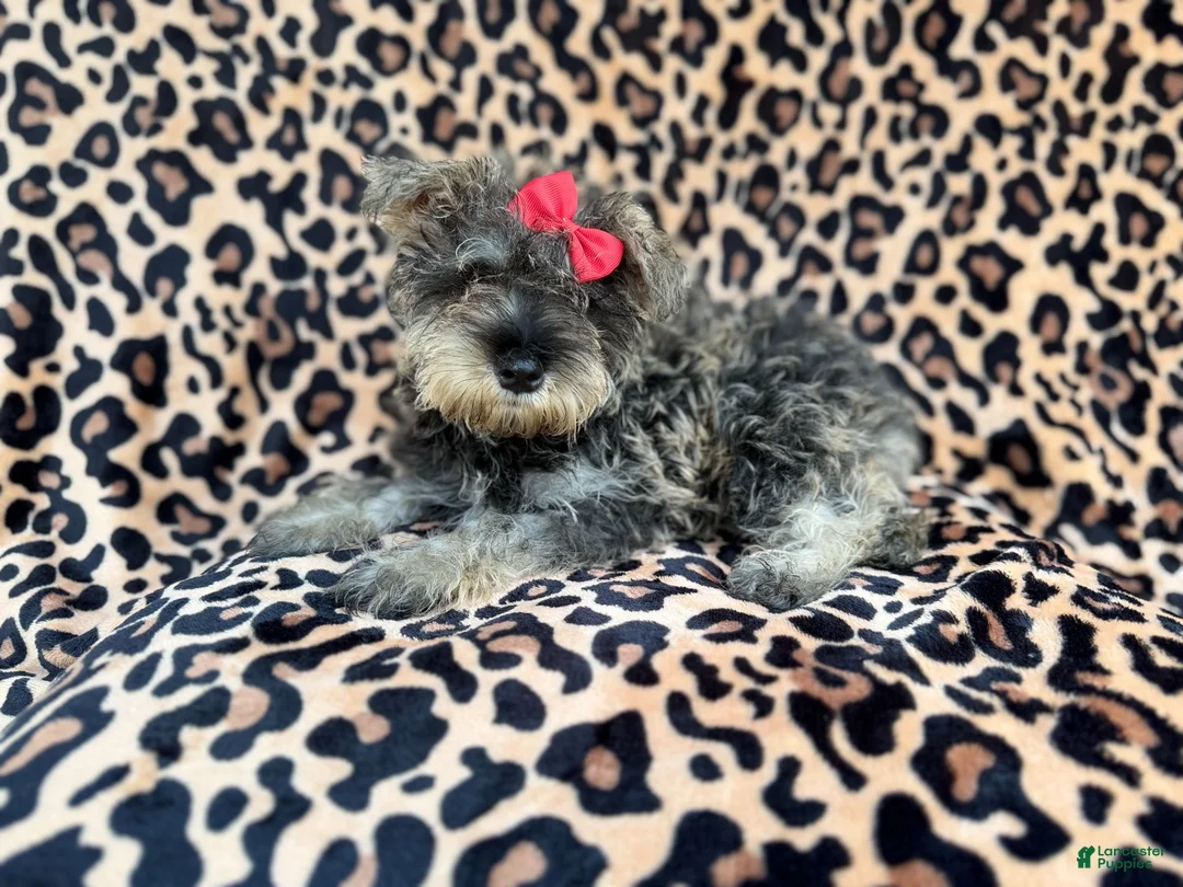 Miniature Schnauzer dogs for sale: Pixie - Ad 1
