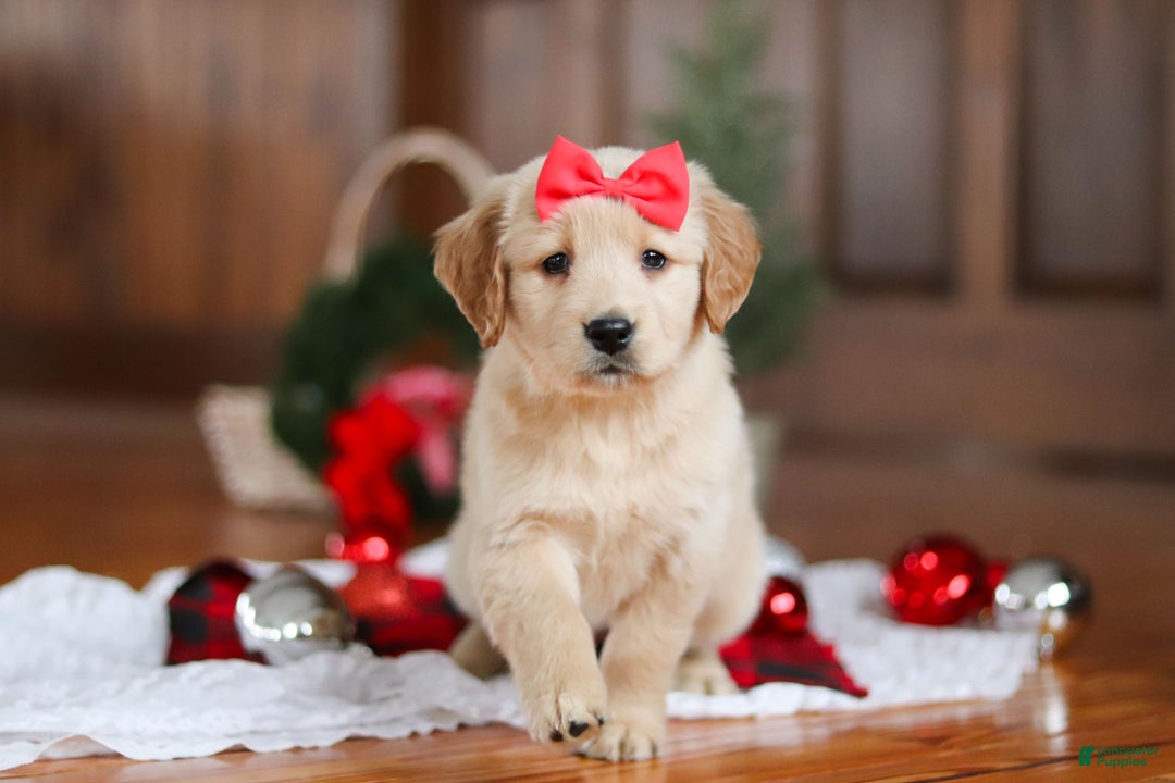 Golden Retriever dogs for sale: Honey - Ad 3