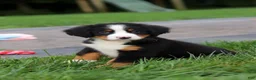 Bernese Mountain Dog dogs for sale: Josie - Ad 4
