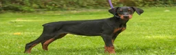 Doberman Pinscher dogs for sale: Elowen - Ad 4