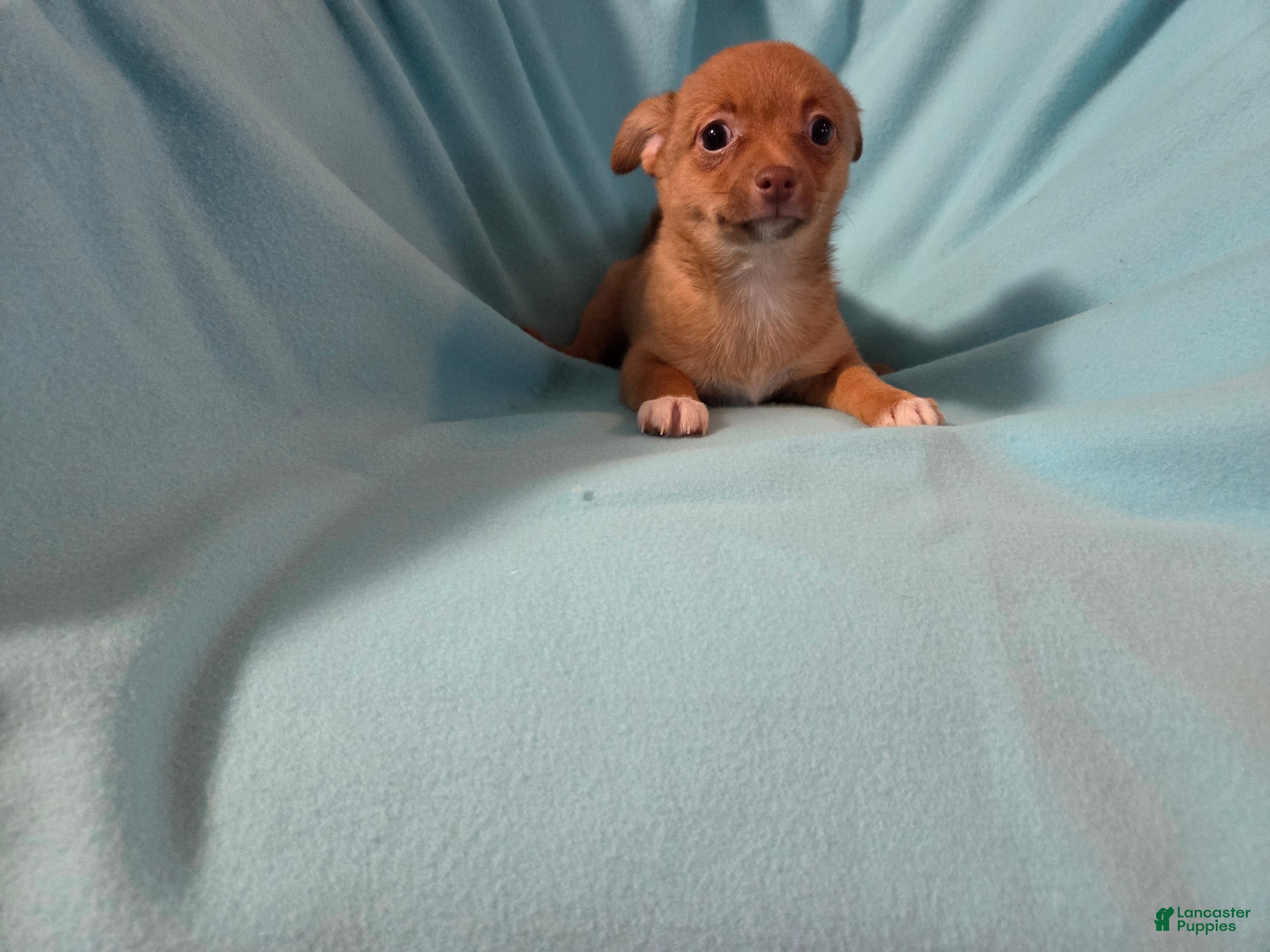 Chihuahua dogs Chihuahua Puppy 1 - Ad 2