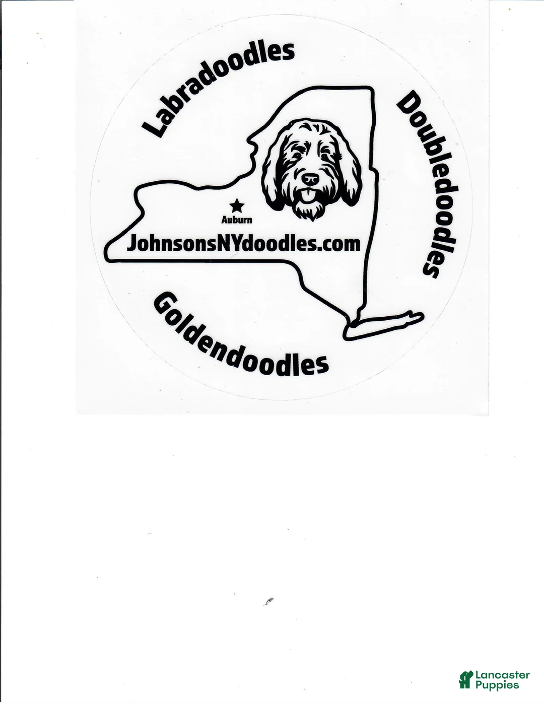 Miniature Labradoodle dogs for sale: LS G1  - Ad 1