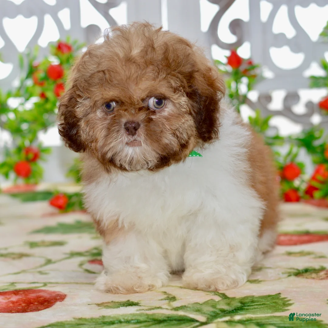 Shih Tzu dogs for sale: Brett - Ad 1