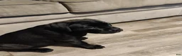 Boxador dogs for sale: Daisy - Ad 4