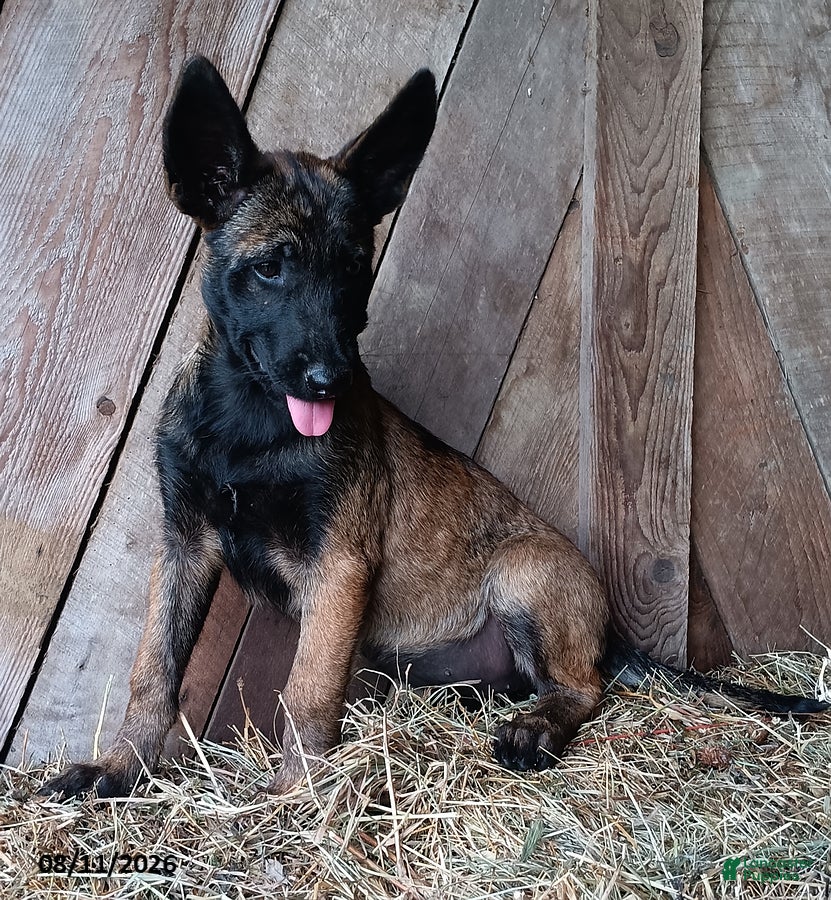 Belgian Malinois dogs Katie - Ad 2