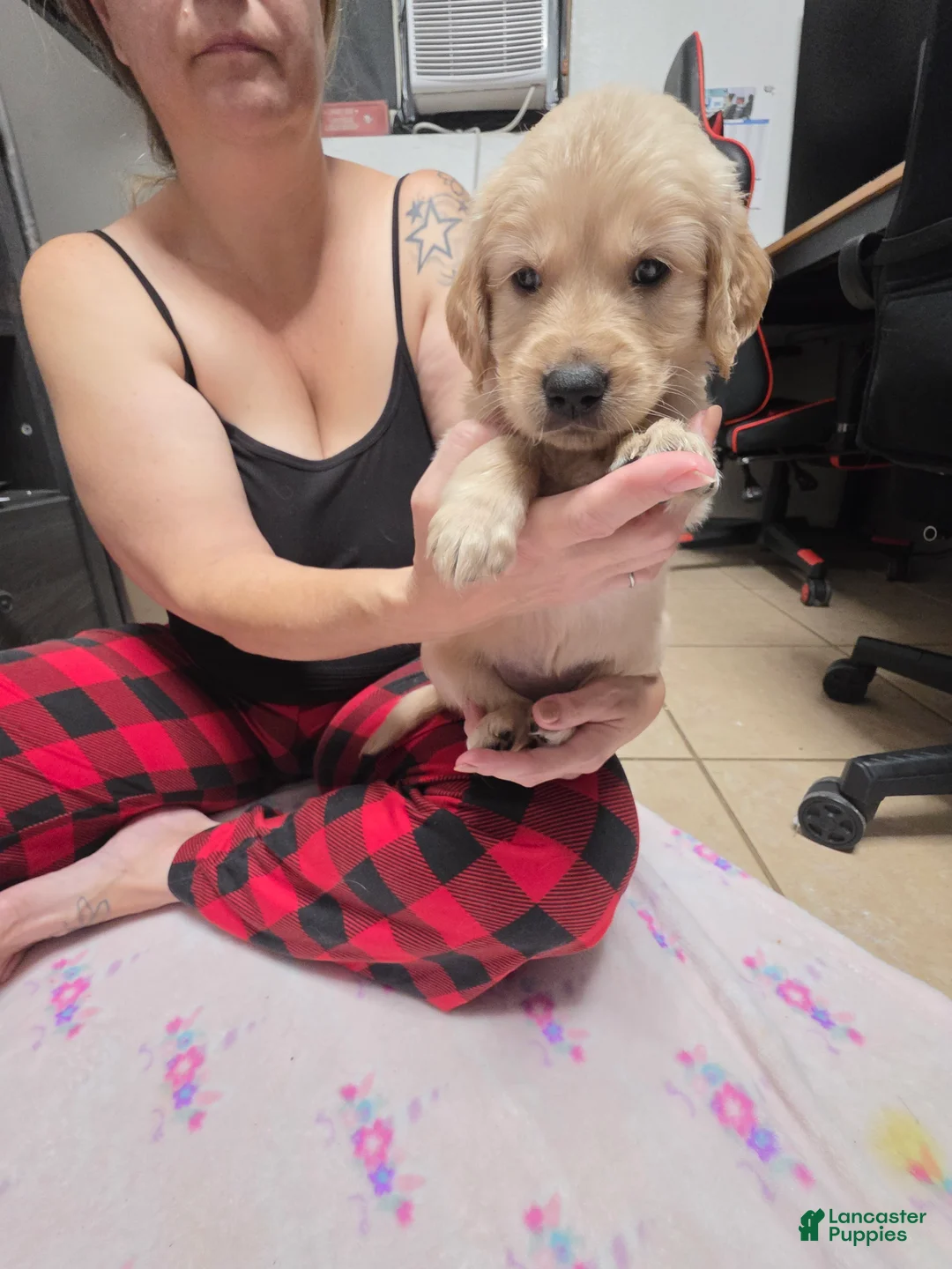Golden Retriever dogs for sale: Orange collar - Ad 2