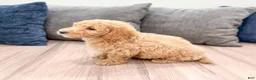 Miniature Labradoodle dogs for sale: Karly - Ad 5