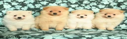 Pomeranian dogs for sale: Valentine - Ad 5
