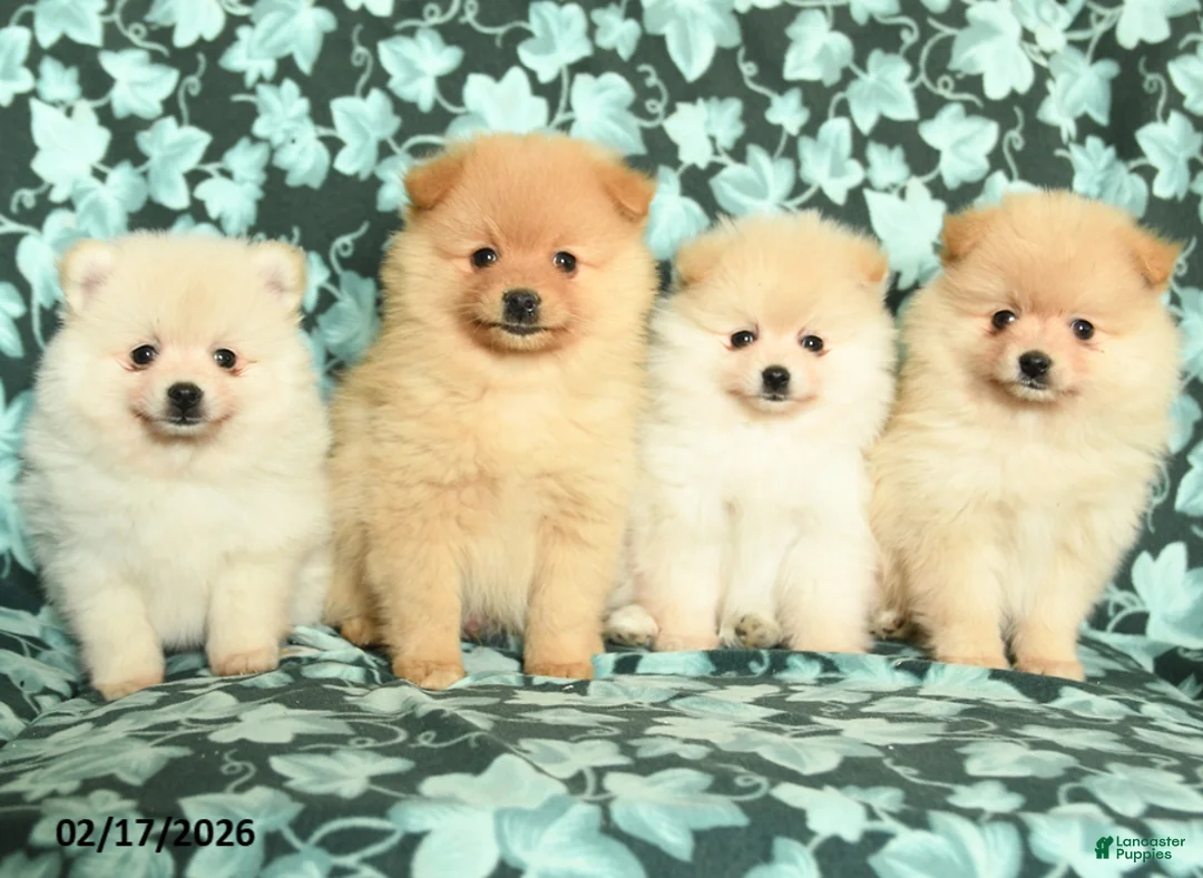 Pomeranian dogs for sale: Valentine - Ad 5