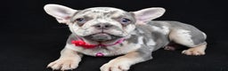 French Bulldog dogs for sale: Elsie - Ad 3