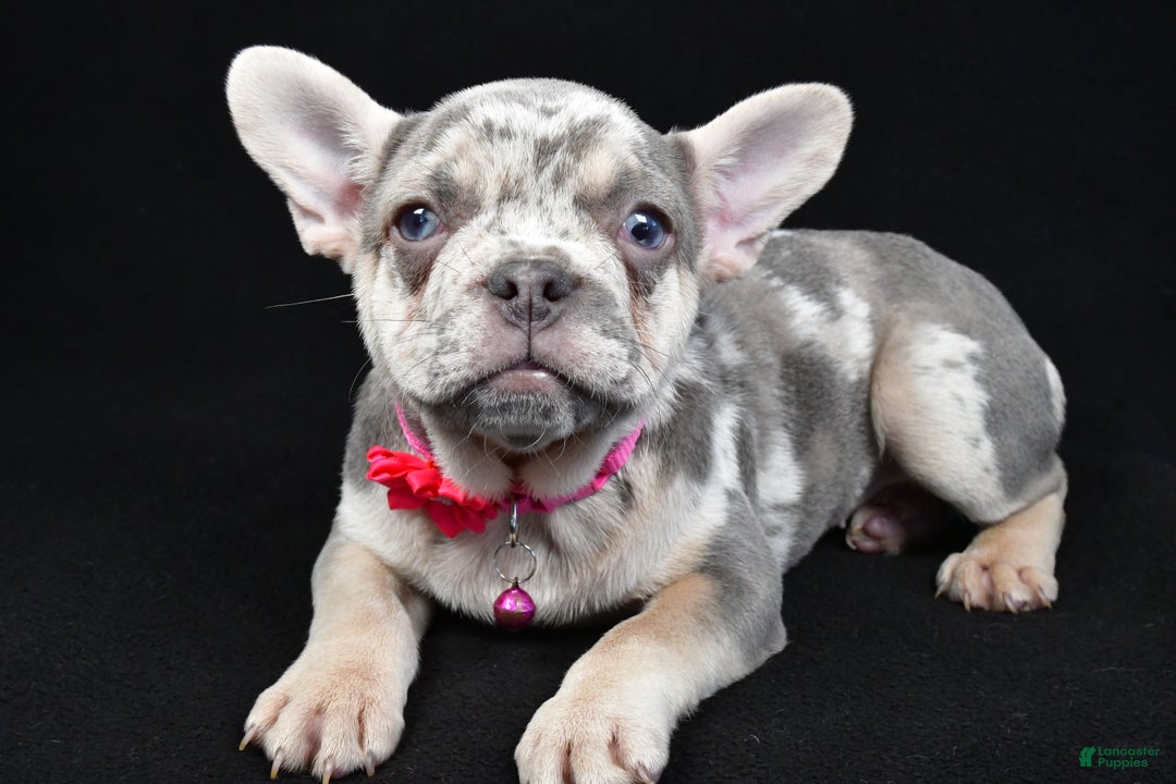 French Bulldog dogs for sale: Elsie - Ad 3
