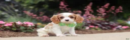 Cavalier King Charles Spaniel dogs for sale: Kobe - Ad 4