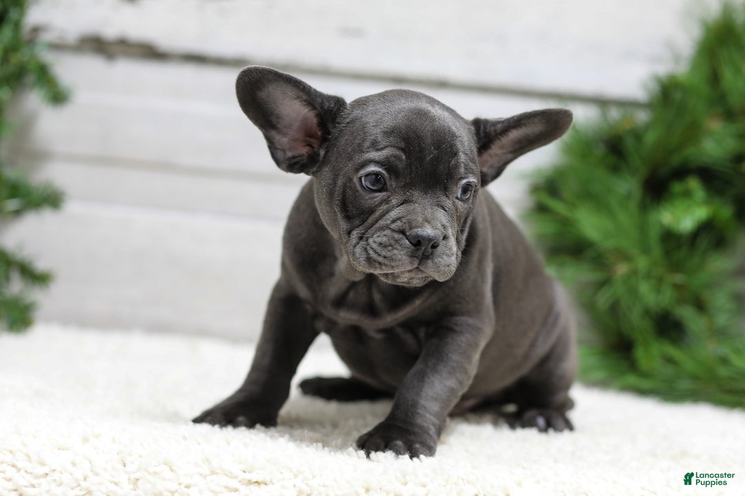 French Bulldog dogs for sale: Cooper - Ad 5