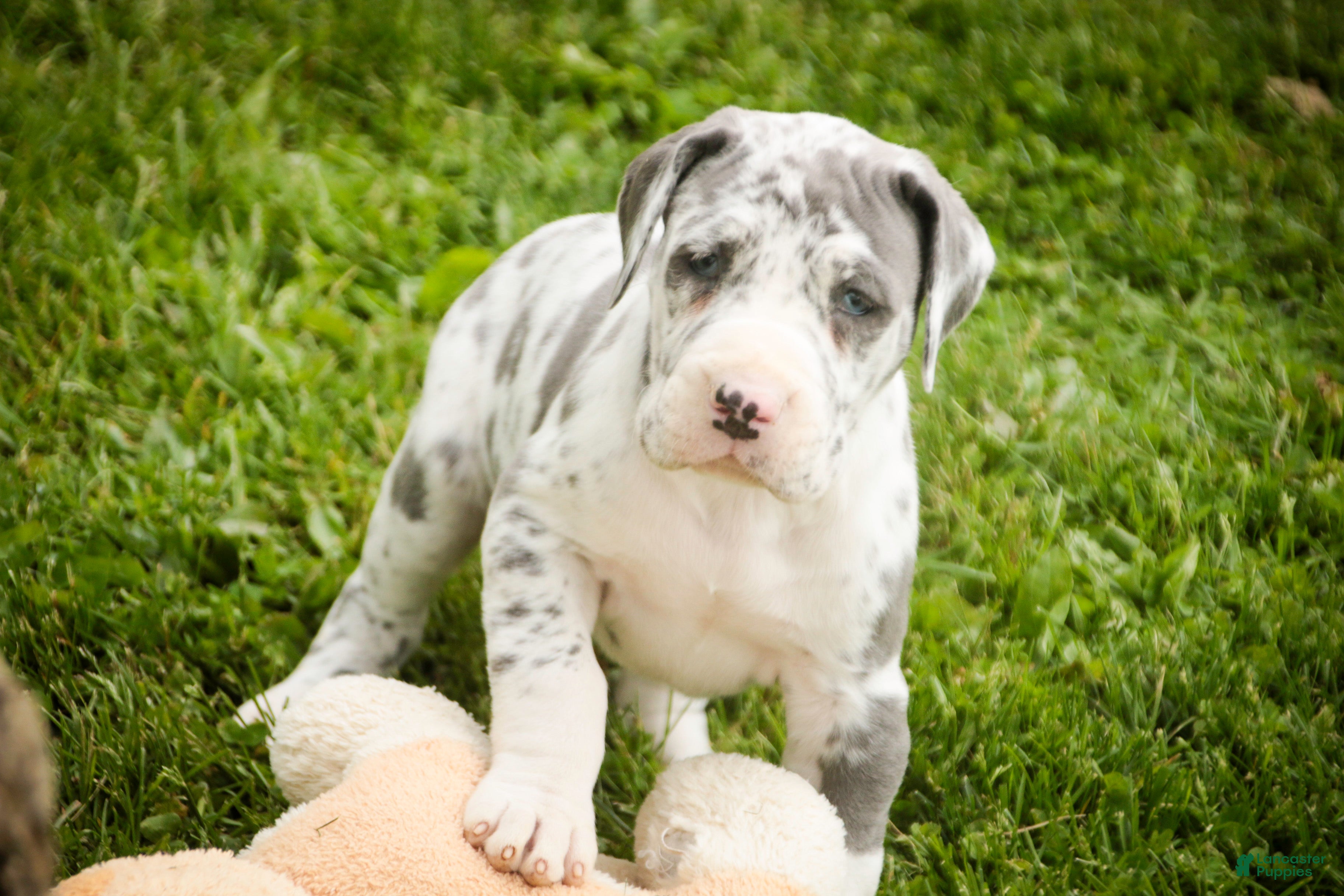 Great Dane dogs Stella - Ad 1