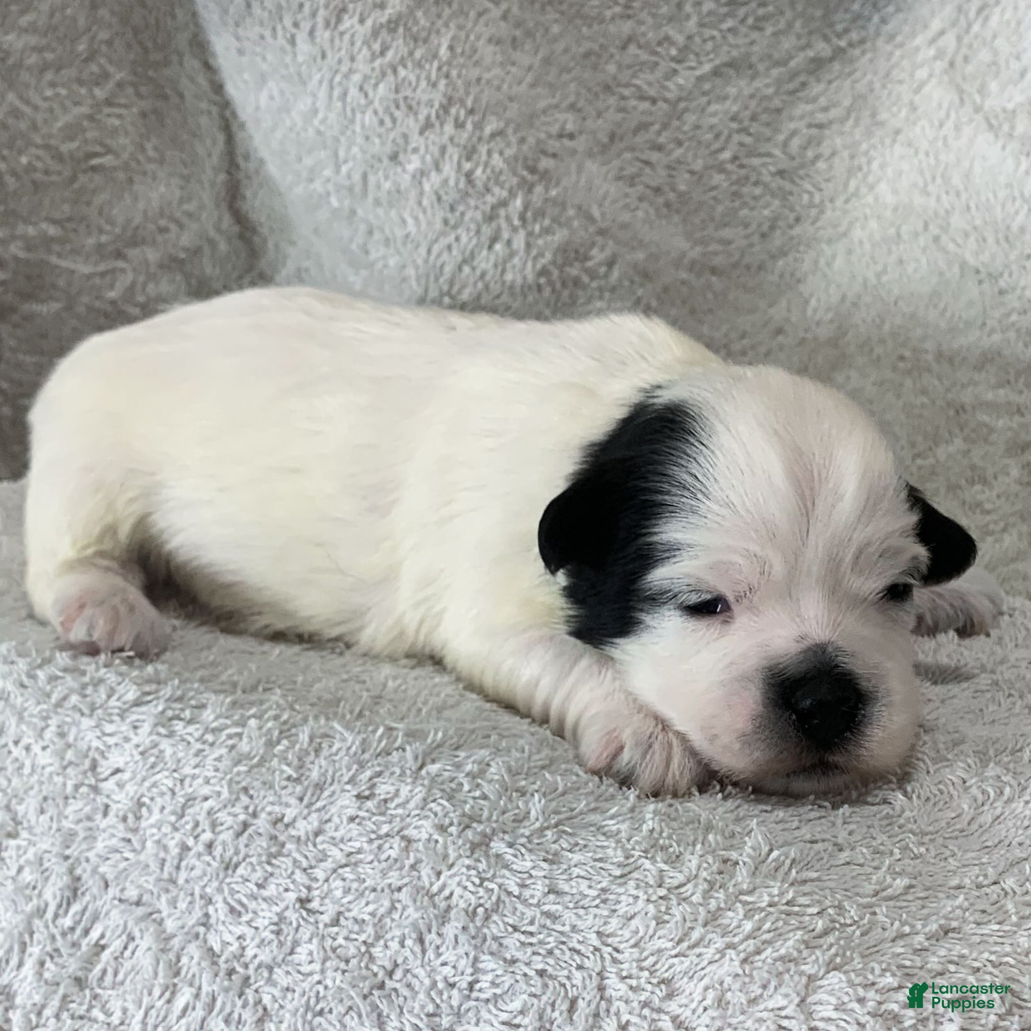 Havanese dogs Toby Havanese Puppy  - Ad 1
