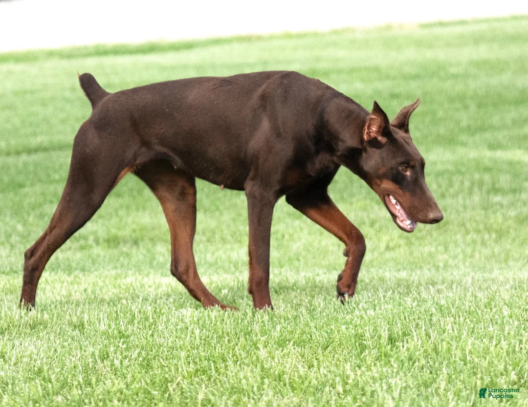 Doberman Pinscher dogs for sale: with Ear Crop - Ad 4