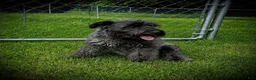 Schnauzer dogs for sale: Rockey - Ad 2