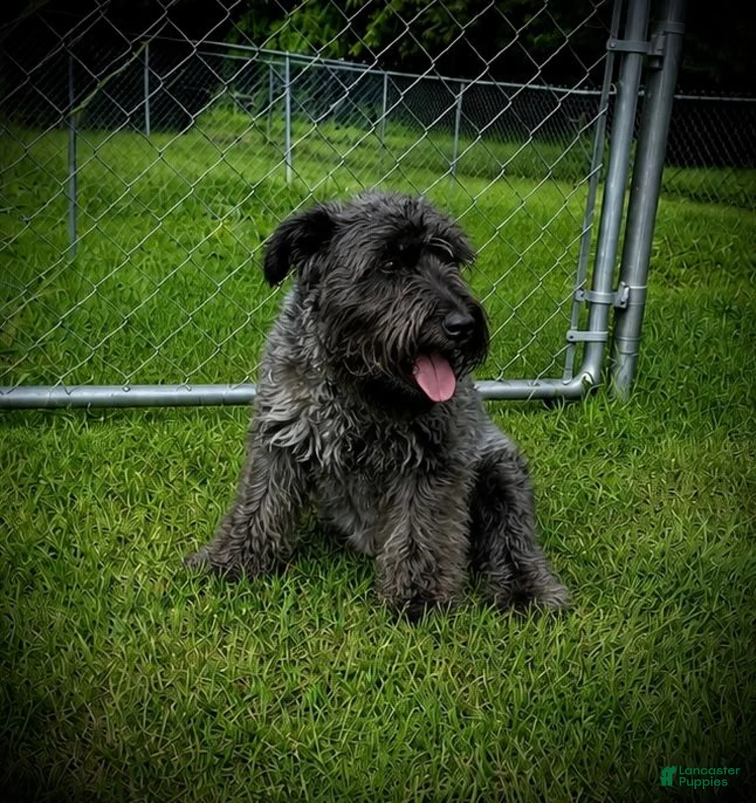 Schnauzer dogs for sale: Rockey - Ad 2
