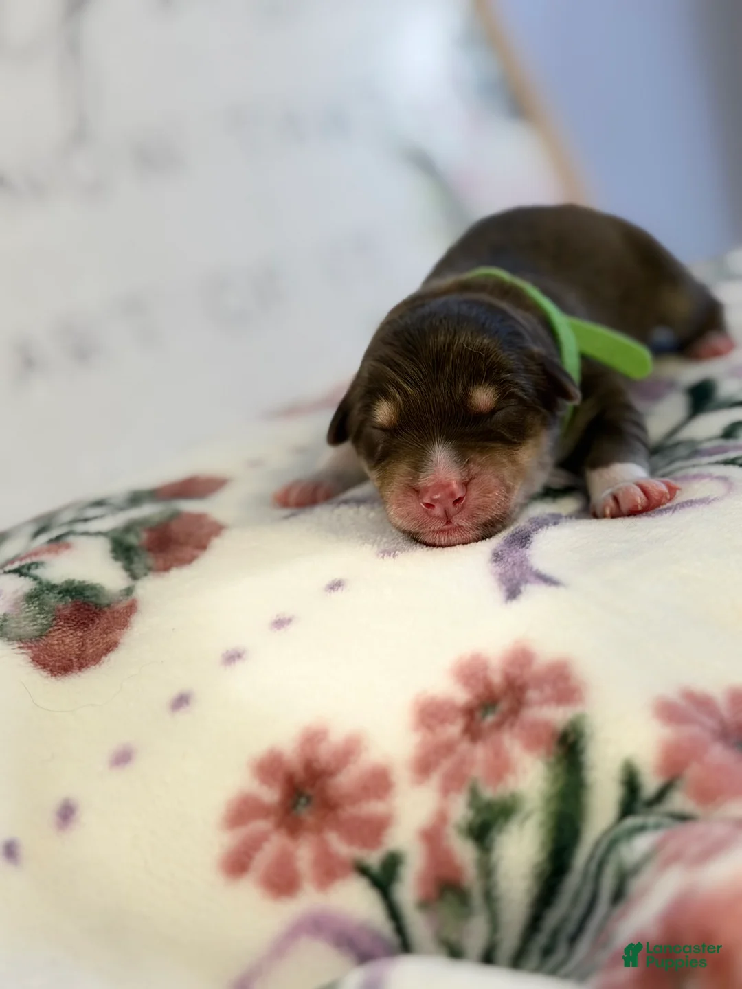 Australian Shepherd dogs for sale: Australian Shepherd Puppy 1 - Ad 2