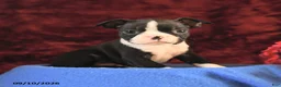Boston Terrier dogs for sale: Chester - Ad 3