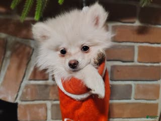 Pomeranian dogs Pomeranian Puppy 1 - Ad 40