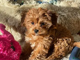 Cavapoo dogs Cavapoo Puppy 2 - Ad 10