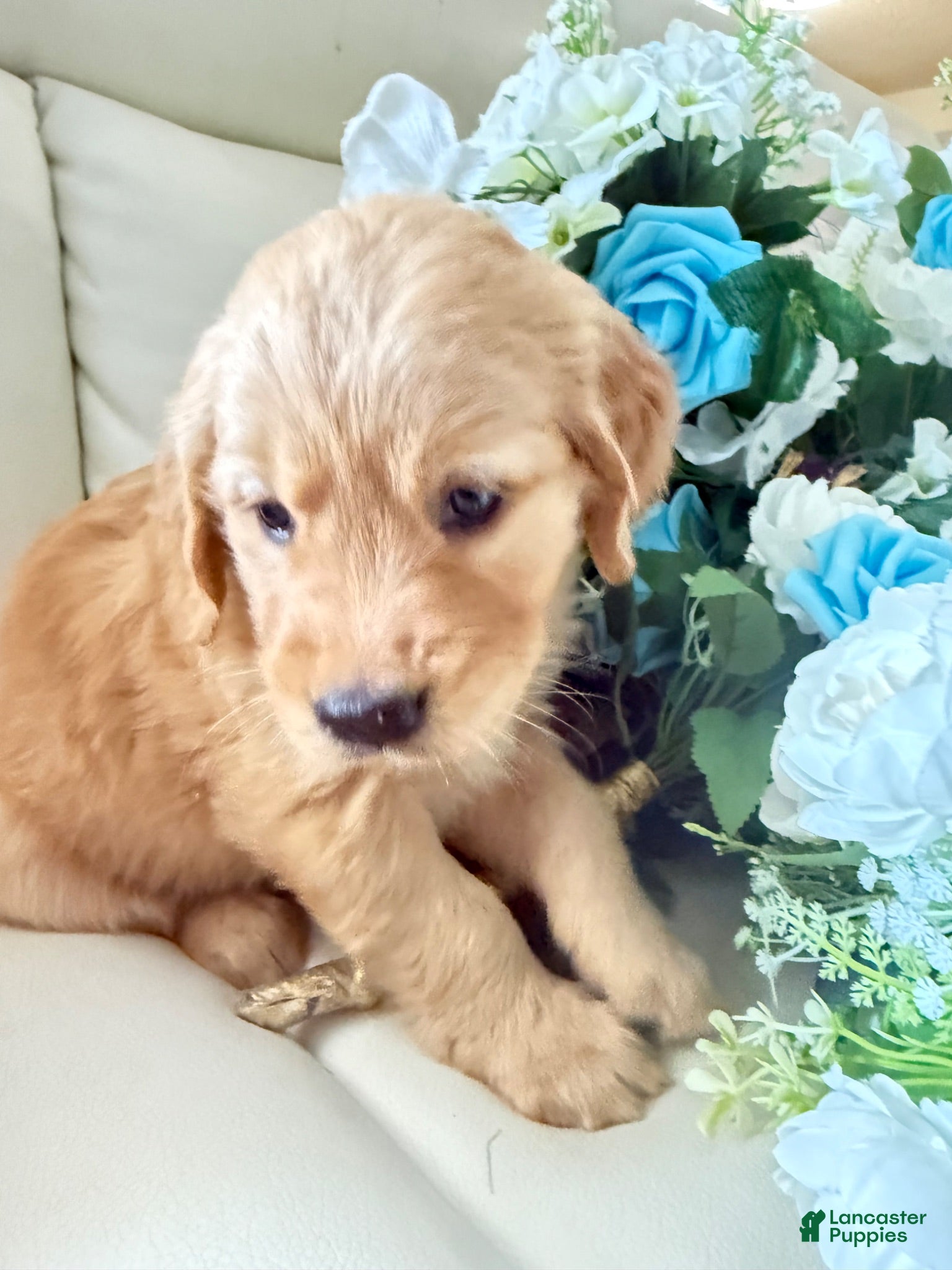 Golden Retriever dogs Golden Retriever 1 - Ad 1